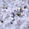 Beautiful white