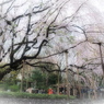 枝垂れて春