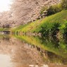 新緑の力