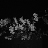 夜桜