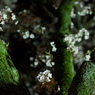 苔生す桜