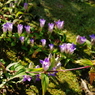 愛の印～花の首飾り
