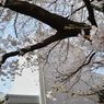 桜６