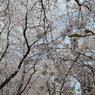 桜８