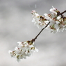 桜時雨～しぐれ模様