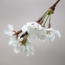 桜時雨～白色