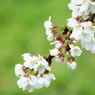 桜時雨～深緑