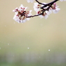 桜時雨～和のれん