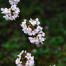 桜時雨～毬