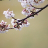 桜時雨～絹