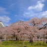 ピンクの枝垂れ桜