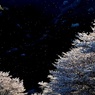 蛍桜