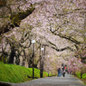 雨上がりの桜道Ⅱ