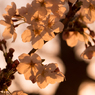 夕陽を浴びる桜