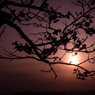桜色に染まる空