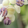 アケビの花