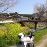 桜と菜の花