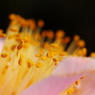 春の光差す花