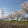 桜＆500kV並走1