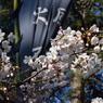 DSC_0368　武田神社H26.4