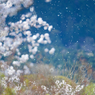 狐の嫁入り　花吹雪