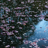 水桜