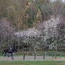 桜の下でレッスン