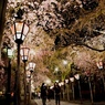 夜桜回廊