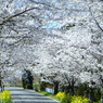 桜のトンネル