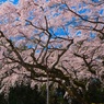 太閤しだれ桜
