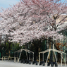春休みの校庭の桜
