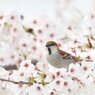 花雀　-さくら＆ ニュウナイスズメ-