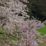 川辺の桜 (2)