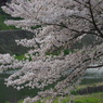 川辺の桜 (1)