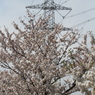 桜に隠れる鉄塔