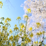 桜と菜の花