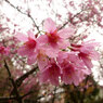 色の濃い桜