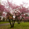 色の濃い桜の木