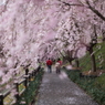 春の散歩道