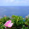 DSCF6052