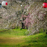 桜祭り