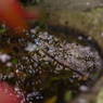 映り込む桜