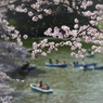 千鳥ヶ淵の春