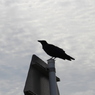 野付半島のカラス