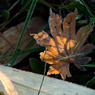 20091104-DSC08184b
