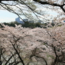 千鳥ヶ淵桜トンネル