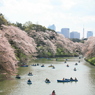 千鳥ヶ淵の桜