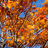 20091030-DSC07984b