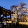 播磨一本堂  大糸桜. ライトアップ　その1