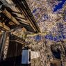 播磨一本堂  大糸桜. ライトアップ　その2